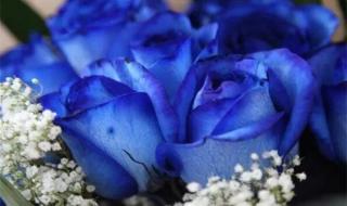 蓝玫瑰的花语是什么 蓝色妖姬的花语